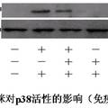 殺蟲(chóng)劑啶蟲(chóng)脒影響雄性小鼠生殖功能的研究