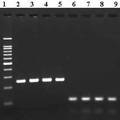 一種分離植物或微生物總RNA的試劑組合物及其制備方法