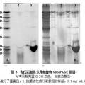 石斑魚抗菌肽的分離純化及其活性分析