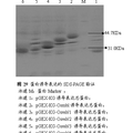 病源微生物稻瘟菌激發(fā)子幾丁質(zhì)酶與受體甘露糖凝集素互作研究