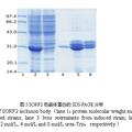 截短的豬戊型肝炎病毒ORF2基因克隆與重組蛋白的原核表達