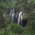 湖南德夯風(fēng)景區(qū)藤本植物多樣性研究