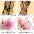 新型磁性納米載體跨血脊髓屏障靶向定位的實(shí)驗(yàn)研究